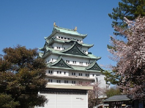 名古屋城外苑の桜の画像