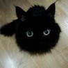 森丸ルソナさんの写真