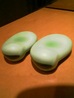 アンドロメダさんの写真